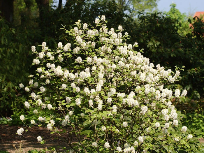 Fothergilla major, Federbuschstrauch Fothergilla Major, Federbuschstrauch -Gartenausstattergeschäft fothergilla