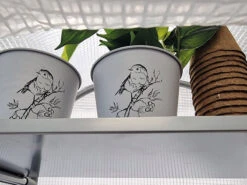 Frost-Schutzhaus SNOW (Art.Nr. V29933) 4 Frost-Schutzhaus SNOW (Art.Nr. V29933) -Gartenausstattergeschäft frost schutzhaus innen 1280x1280