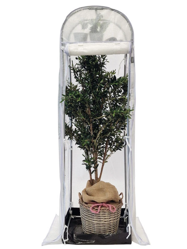 Frost-Schutzhaus SNOW (Art.Nr. V29933) Frost-Schutzhaus SNOW (Art.Nr. V29933) -Gartenausstattergeschäft frost schutzhaus