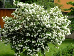 Viburnum Opulus 'Roseum', Echter Schneeball -Gartenausstattergeschäft gefuellter schneeball55599e9c38bda 1280x1280