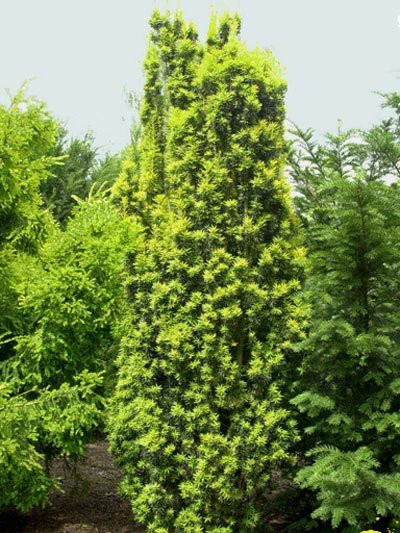Taxus baccata 'Fastigiata Aureomarginata' Taxus Baccata 'Fastigiata Aureomarginata' -Gartenausstattergeschäft
