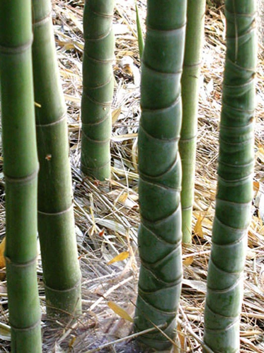 Phyllostachys aurea, Gelber Bambus Phyllostachys Aurea, Gelber Bambus -Gartenausstattergeschäft gelber bambus