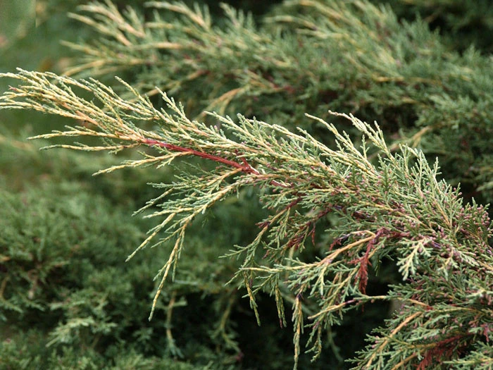 Juniperus media 'Pfitzeriana Aurea', Gelber Pfitzer-Wacholder Juniperus Media 'Pfitzeriana Aurea', Gelber Pfitzer-Wacholder -Gartenausstattergeschäft gelber pfitzer