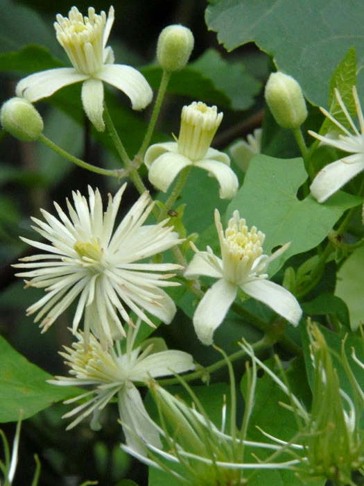 Clematis vitalba, Gemeine Waldrebe Clematis Vitalba, Gemeine Waldrebe -Gartenausstattergeschäft gemeine