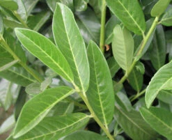 Prunus Laurocerasus Genolia® 'Mariblon', Säulenförmiger Kirschlorbeer 2 Prunus Laurocerasus Genolia® 'Mariblon', Säulenförmiger Kirschlorbeer -Gartenausstattergeschäft genolia mariblon blatt 1280x1280