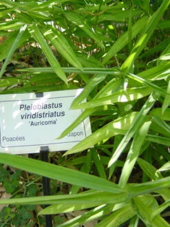 Pleioblastus Viridistriatus (Pleioblastus Auricoma), Gestreifter Zwergbambus -Gartenausstattergeschäft gestreifter zwergbambus 1280x1280