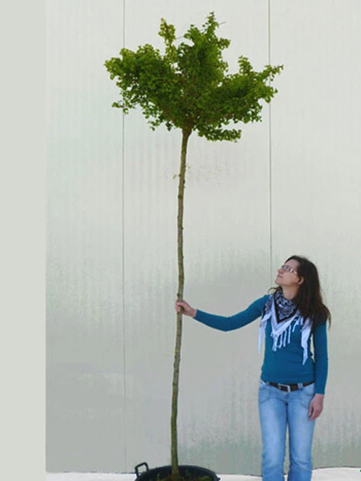Ginkgo biloba Mariken, Kugel-Ginkgo - Hochstamm Ginkgo Biloba Mariken, Kugel-Ginkgo - Hochstamm -Gartenausstattergeschäft ginkgo mariken