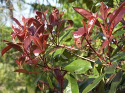 Photinia Fraseri 'Red Robin', Immergrüne Rote Glanzmispel -Gartenausstattergeschäft glanzmispel red robin austr 1280x1280