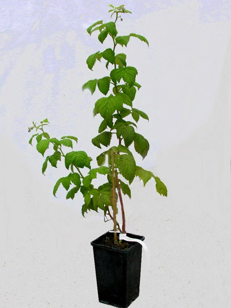 Brom-/Himbeere 'Glen Coe' Brom-/Himbeere 'Glen Coe' -Gartenausstattergeschäft glen coe