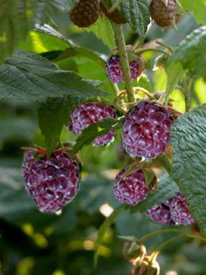 Brom-/Himbeere 'Glen Coe' Brom-/Himbeere 'Glen Coe' -Gartenausstattergeschäft