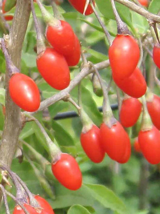 Goji-Beere 'Natascha' (Lycium barbarum Natascha) Goji-Beere 'Natascha' (Lycium Barbarum Natascha) -Gartenausstattergeschäft gojibeere natascha