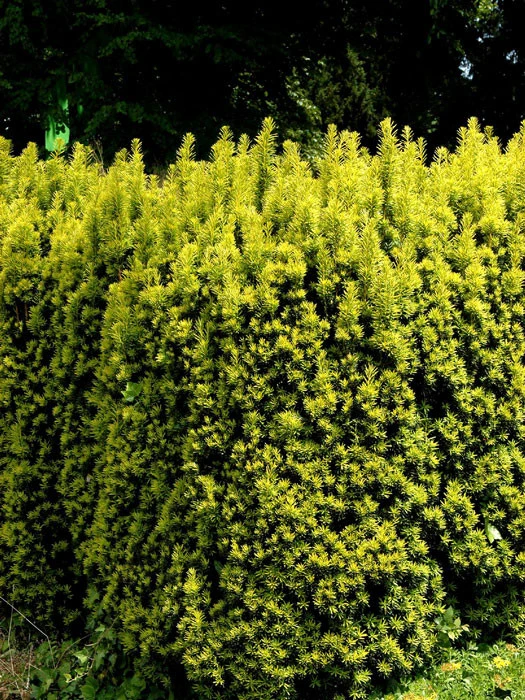 Taxus baccata 'Fastigiata Aureomarginata' Taxus Baccata 'Fastigiata Aureomarginata' -Gartenausstattergeschäft gold