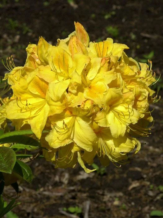 Rhododendron luteum 'Golden Sunset', sommergrüne japanische Gartenazalee Rhododendron Luteum 'Golden Sunset', Sommergrüne Japanische Gartenazalee -Gartenausstattergeschäft golden
