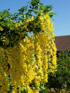 Laburnum Watereri 'Vossii', Goldregen - Hochstamm