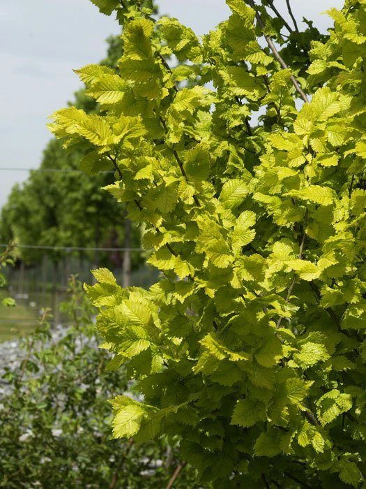 Ulmus carpinifolia 'Wredei', Goldulme Ulmus Carpinifolia 'Wredei', Goldulme -Gartenausstattergeschäft goldulme