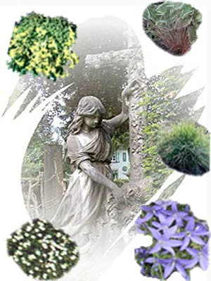 Staudensortiment für Grabgestaltung Staudensortiment Für Grabgestaltung -Gartenausstattergeschäft