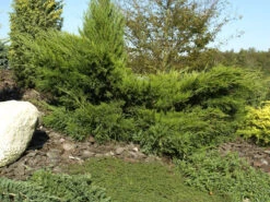 Juniperus Media (pfitzeriana) 'Mint Julep', Grüner Strauchwacholder -Gartenausstattergeschäft gruener strauchwacholder 1280x1280