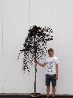 Fagus Sylvatica 'Purpurea Pendula', Schwarzrote Hängeblutbuche - Hochstamm -Gartenausstattergeschäft haengeblutbuche hochstamm 1280x1280