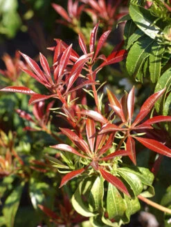 Pieris Japonica 'Red Mill', Hängendes Schattenglöckchen