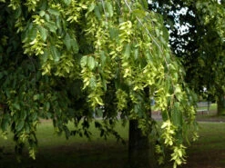 Carpinus Betulus, Hainbuche, Weißbuche - Hochstamm 2 Carpinus Betulus, Hainbuche, Weißbuche - Hochstamm -Gartenausstattergeschäft hainbuche blaetter55599f49dcdac 1280x1280