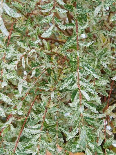 Salix integra Hakuro Nishiki, Japanische Weide Salix Integra Hakuro Nishiki, Japanische Weide -Gartenausstattergeschäft