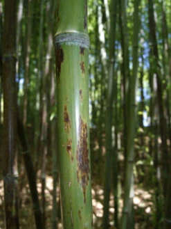 Phyllostachys Nigra 'Boryana', Tigerstreifenbambus - XXL- Produkt -Gartenausstattergeschäft halm boryana 1280x1280