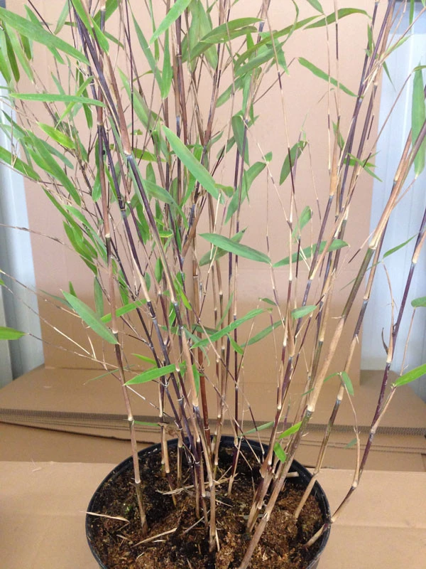 Fargesia nitida 'Black Pearl' - Glänzender Schirm-Bambus Fargesia Nitida 'Black Pearl' - Glänzender Schirm-Bambus -Gartenausstattergeschäft halme