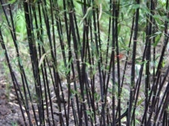 Fargesia Jiuzhaigou 'Deep Purple', Jade Bambus, Rothalmiger Schirm-Bambus 4 Fargesia Jiuzhaigou 'Deep Purple', Jade Bambus, Rothalmiger Schirm-Bambus -Gartenausstattergeschäft halme schatten deep purple 1280x1280