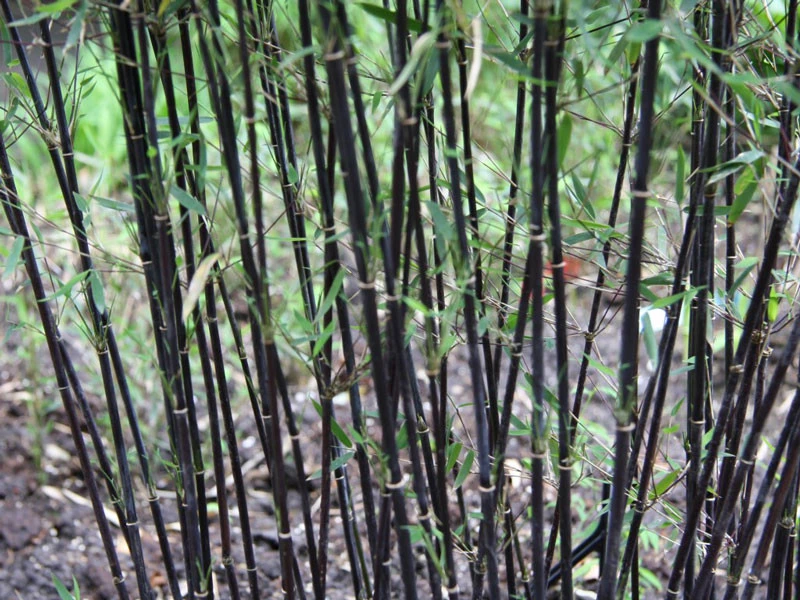 Fargesia jiuzhaigou 'Deep Purple', Jade Bambus, rothalmiger Schirm-Bambus Fargesia Jiuzhaigou 'Deep Purple', Jade Bambus, Rothalmiger Schirm-Bambus -Gartenausstattergeschäft halme schatten deep