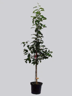 Zwetsche Hanita Zwetsche Hanita -Gartenausstattergeschäft hanita