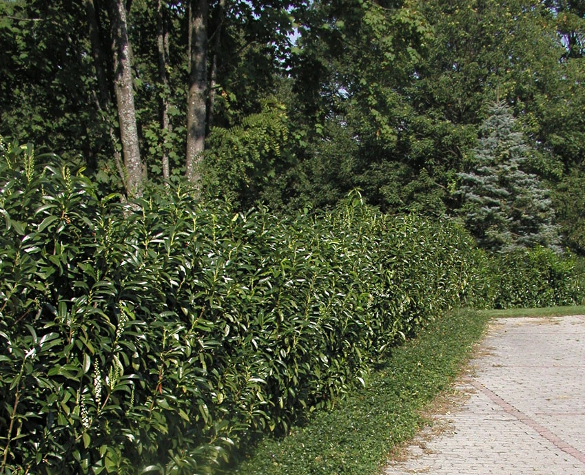 Prunus laurocerasus Genolia® 'Mariblon', Säulenförmiger Kirschlorbeer Prunus Laurocerasus Genolia® 'Mariblon', Säulenförmiger Kirschlorbeer -Gartenausstattergeschäft hecke genolia