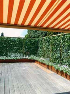 Hedera Helix 'Woerneri' - Immergrüner Efeu - XXL-Produkt -Gartenausstattergeschäft hecke und balkon j1 78685 4 1280x1280