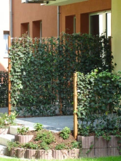 Hedera Helix 'Woerneri' - Immergrüner Efeu - XXL-Produkt -Gartenausstattergeschäft hedera element 1m j2 78685 3 1280x1280