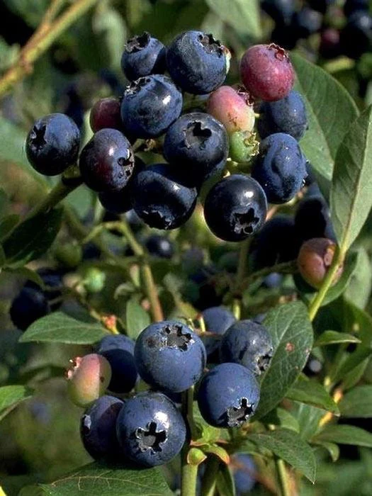 Heidelbeere 'Hardyblue' Heidelbeere 'Hardyblue' -Gartenausstattergeschäft heidelbeere