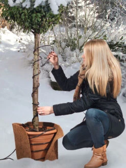 Frostschutz-Heizkabel Für Kübelpflanzen -Gartenausstattergeschäft heizkabel frostschutz 1280x1280