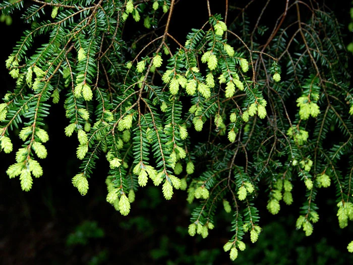 Tsuga canadensis, Kanadische Hemlockstanne Tsuga Canadensis, Kanadische Hemlockstanne -Gartenausstattergeschäft hemlocktanne