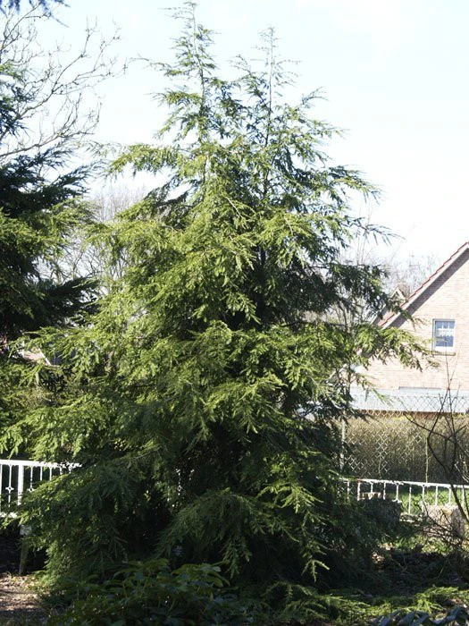 Tsuga canadensis, Kanadische Hemlockstanne Tsuga Canadensis, Kanadische Hemlockstanne -Gartenausstattergeschäft hemlocktanne