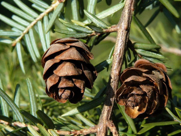 Tsuga canadensis, Kanadische Hemlockstanne Tsuga Canadensis, Kanadische Hemlockstanne -Gartenausstattergeschäft hemlocktanne