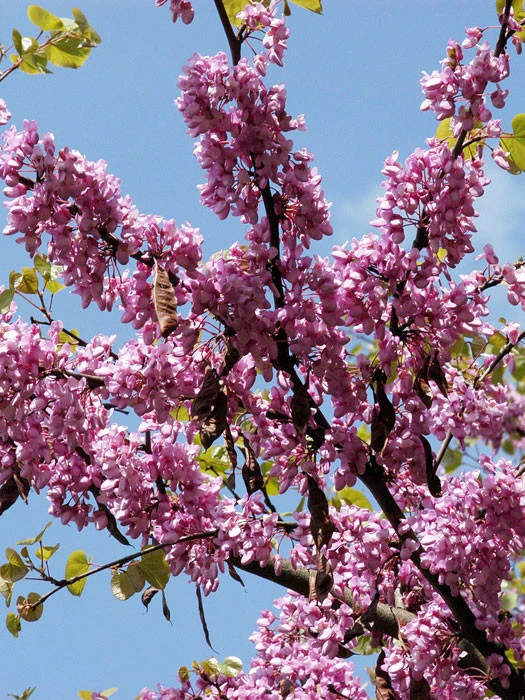 Cercis siliquastrum, Judasbaum Cercis Siliquastrum, Judasbaum -Gartenausstattergeschäft