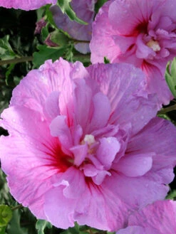 Hibiscus Syriacus 'Lavender Chiffon'®, Roseneibisch