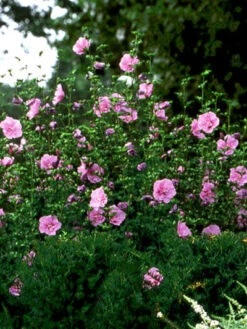 Hibiscus Syriacus 'Lavender Chiffon'®, Roseneibisch -Gartenausstattergeschäft hibiscus lavender chiffon 3 46227 2 1280x1280