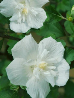 Hibiscus Syriacus 'White Chiffon'®, Roseneibisch
