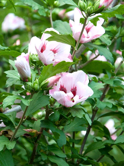 Hibiscus syriacus 'Hamabo', Hibiskus Hibiscus Syriacus 'Hamabo', Hibiskus -Gartenausstattergeschäft hibiskus