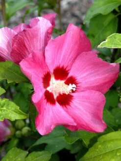 Hibiscus Syriacus 'Woodbridge', Hibiskus, Garteneibisch