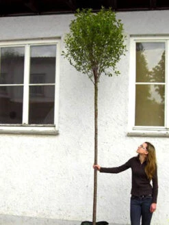 Prunus Fruticosa 'Globosa', Kugel-Kirsche - Hochstamm -Gartenausstattergeschäft hochstamm prunus globosa 1280x1280