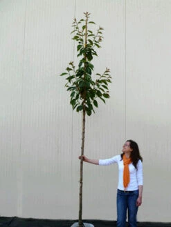 Prunus Serrulata 'Kanzan', Japanische Nelkenkirsche - Hochstamm -Gartenausstattergeschäft hochstamm prunus kanzan 1280x1280