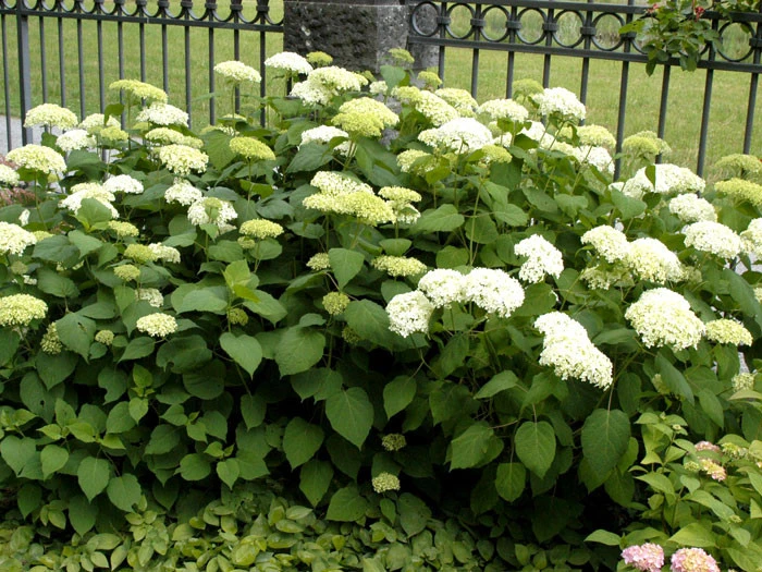 Hydrangea arborescens 'Annabelle', Ball-Hortensie Hydrangea Arborescens 'Annabelle', Ball-Hortensie -Gartenausstattergeschäft hydrangea