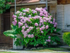 Hydrangea Arborescens 'Pink Annabelle', Ball-Hortensie -Gartenausstattergeschäft hydrangea arborescens pink 1280x1280