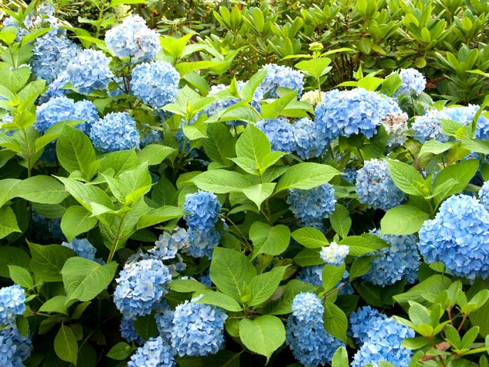 Hydrangea macrophylla 'Endless Summer Blau'® Hydrangea Macrophylla 'Endless Summer Blau'® -Gartenausstattergeschäft hydrangea