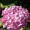 Hydrangea Macrophylla 'Bouquet Rose', Bauernhortensie
